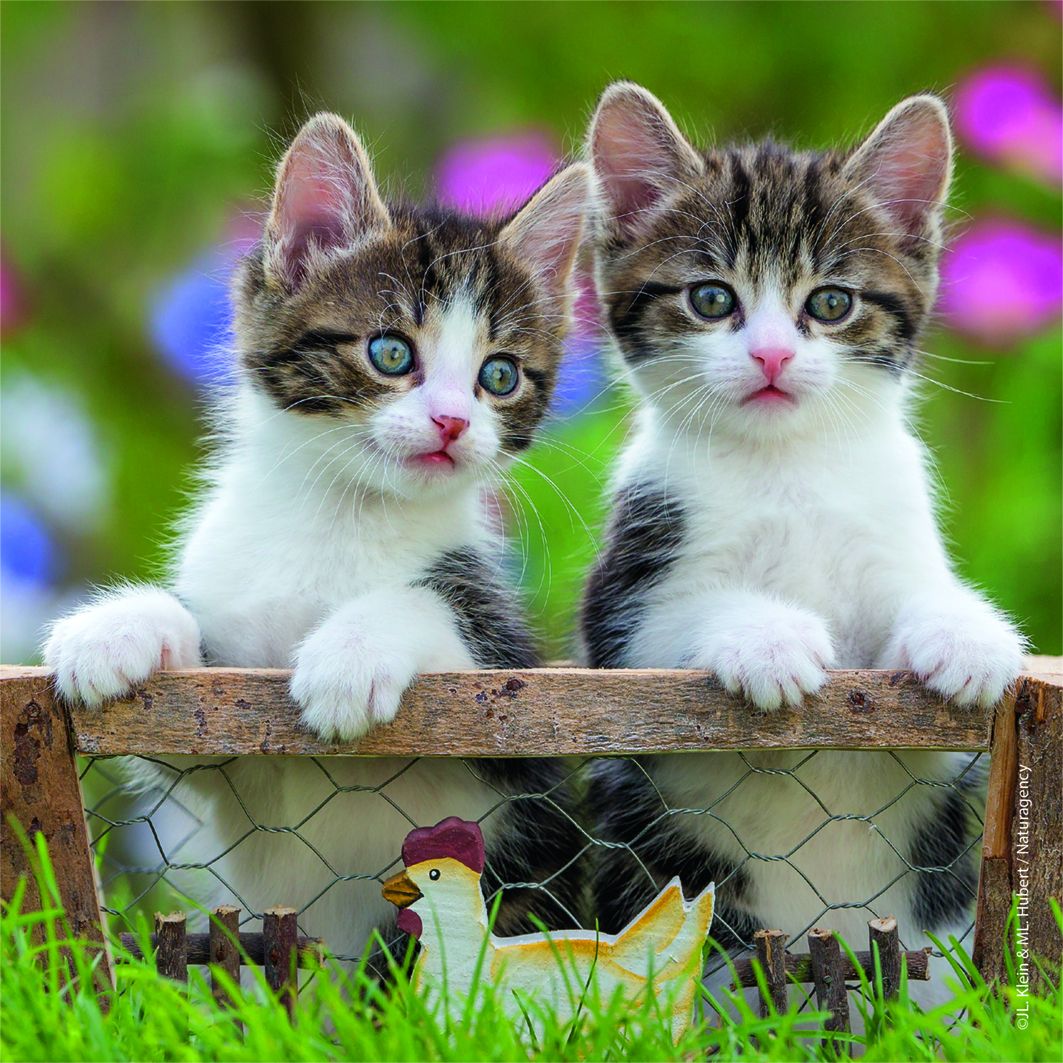 Cuddly Kittens 3 X 49 Piece Puzzle
