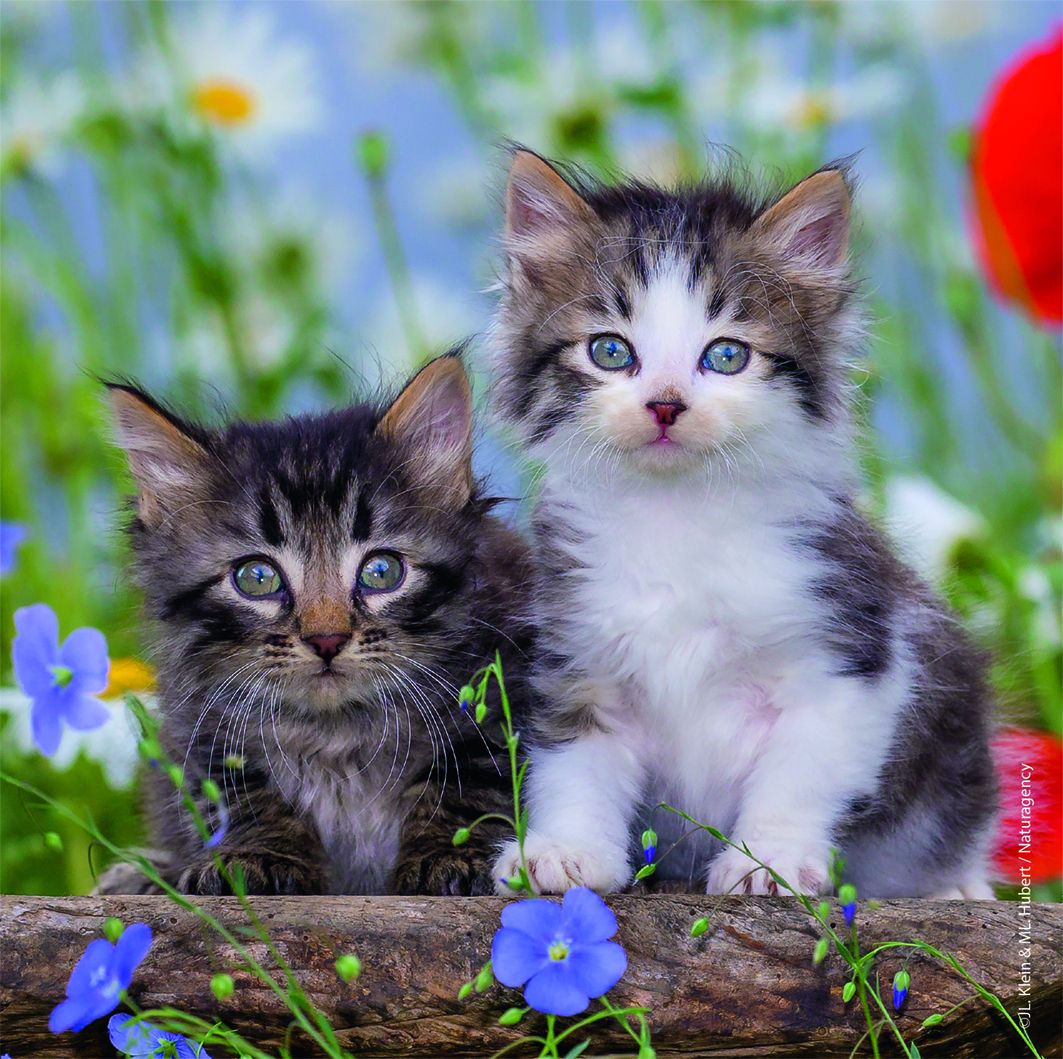  Cuddly Kittens 3 X 49 Piece Puzzle