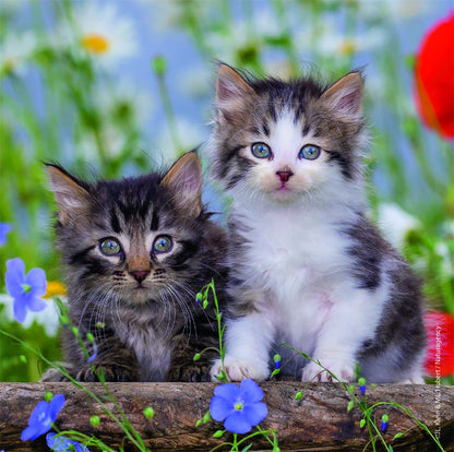  Cuddly Kittens 3 X 49 Piece Puzzle
