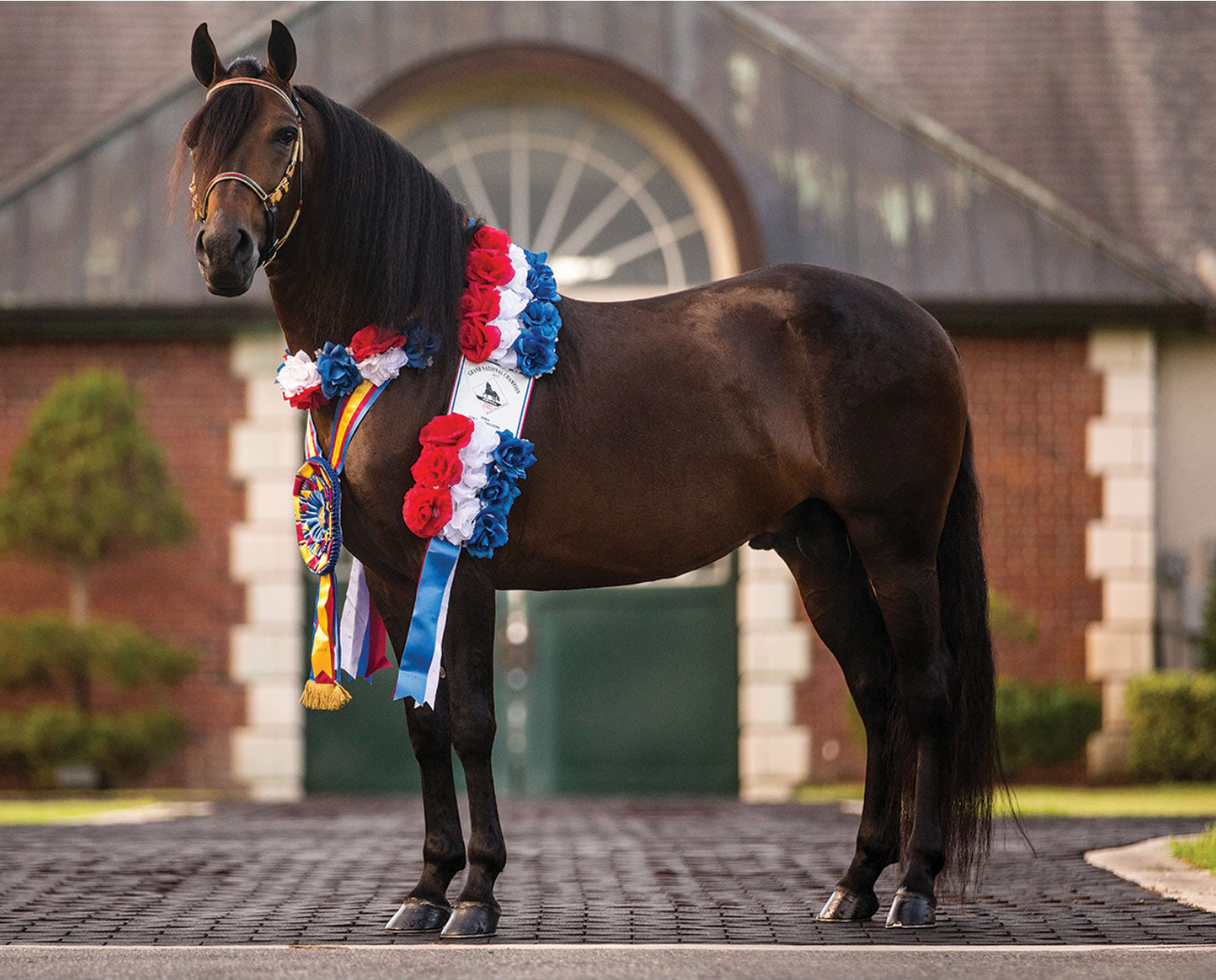 Vivaldi De Besilu - Champion Paso Fino (retired)