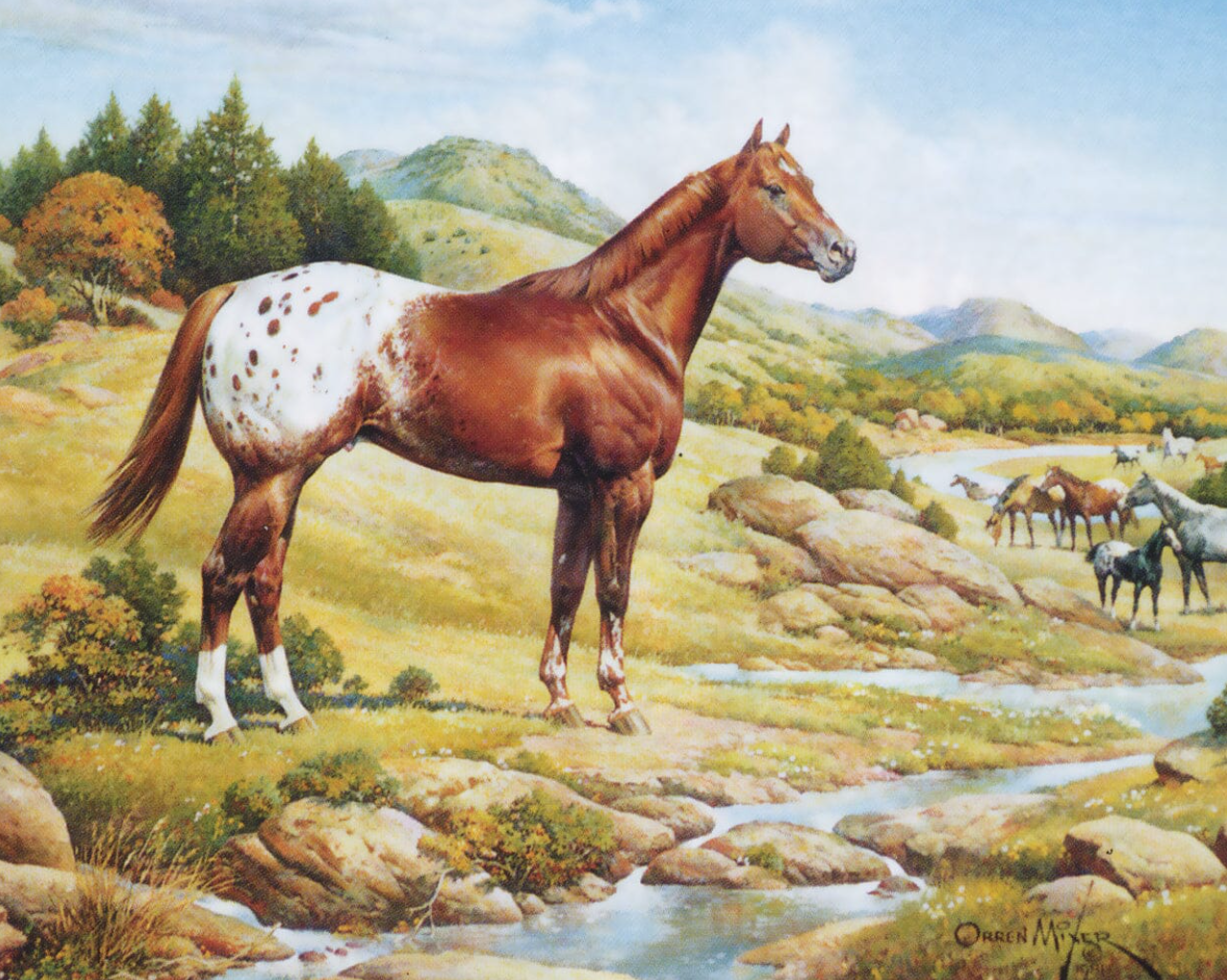  Appaloosa - The Ideal Series (Retired)