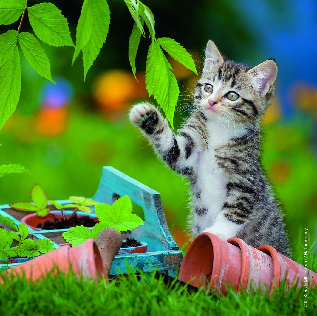  Cuddly Kittens 3 X 49 Piece Puzzle