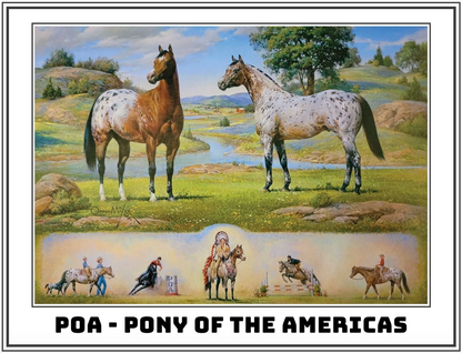  The Orren Mixer Ideal Series - Pony Of The Americas