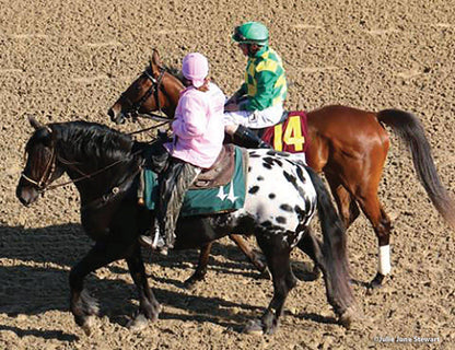  Harley Sugarbush Harlequin
